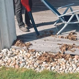 EINHELL GC-CL 18 Li E Kit (1x2,0Ah) akkus lombfúvó 3433533